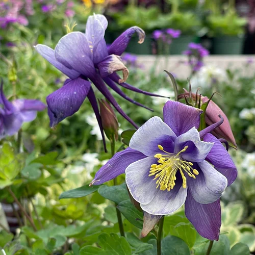 Flowers for Partial Shade — Seattle's Favorite Garden Store Since 1924
