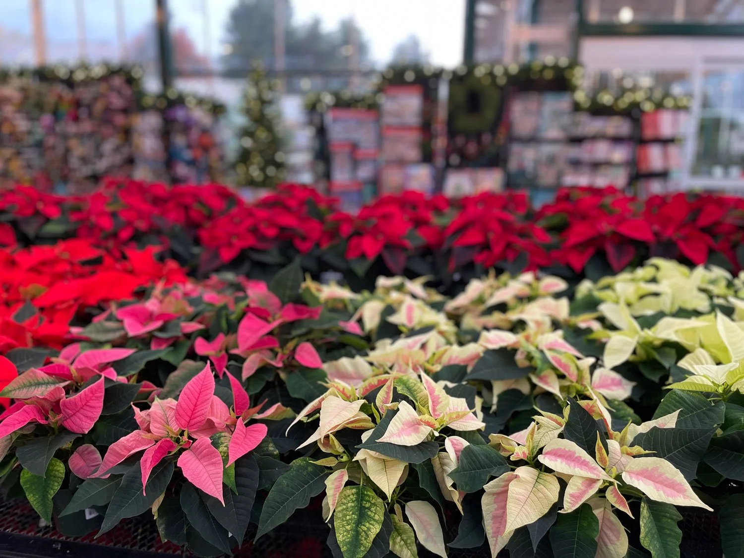 Poinsettias.jpg