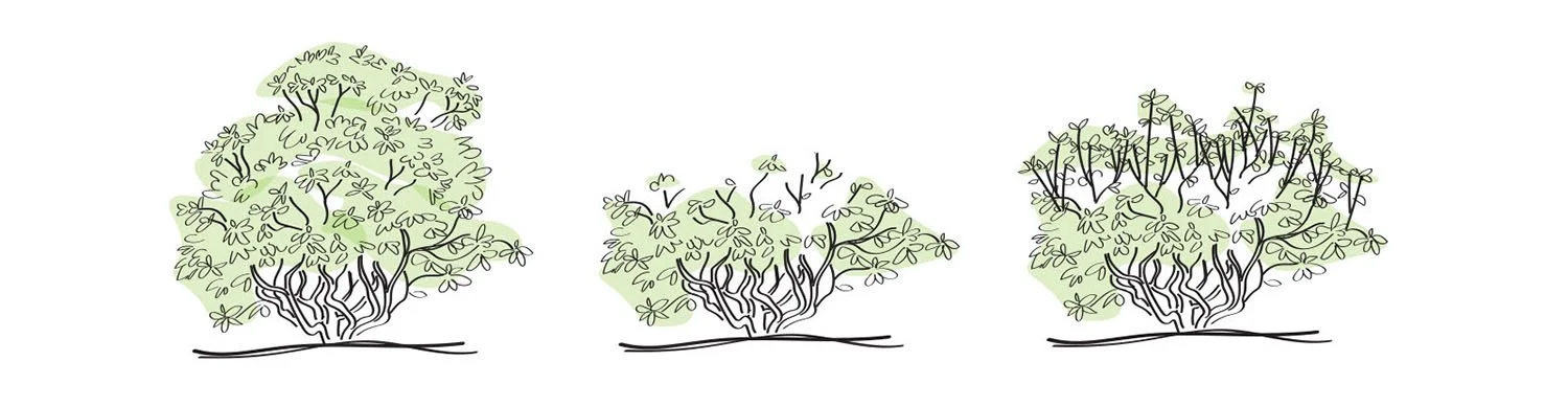 Pruning Rhododendrons — Seattle's Favorite Garden Store Since 1924 ...