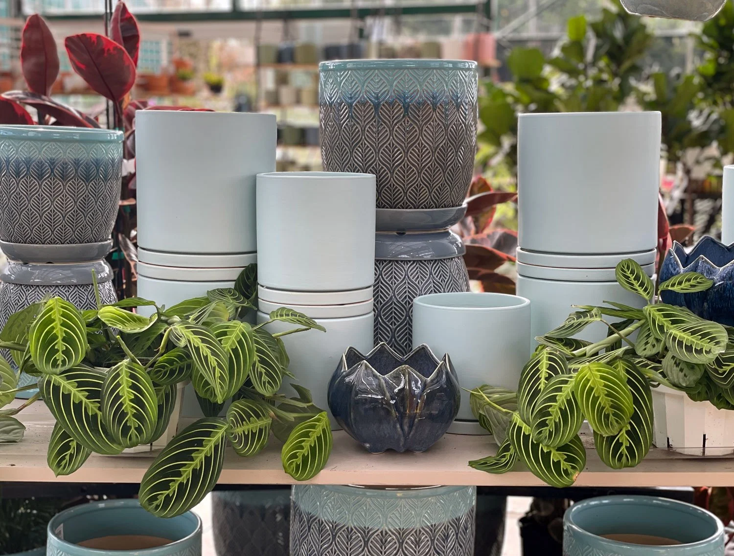 Pots for Indoor Plants — Seattle's Favorite Garden Store Since