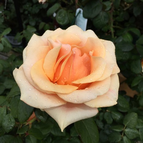 How to Grow Roses in the Pacific Northwest — Seattle's Favorite Garden ...
