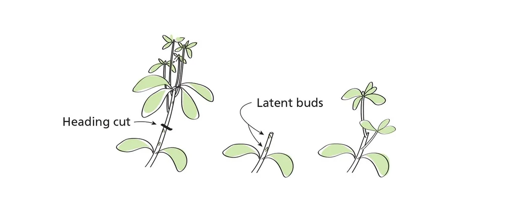 Pruning Rhododendrons — Seattle's Favorite Garden Store Since 1924 ...