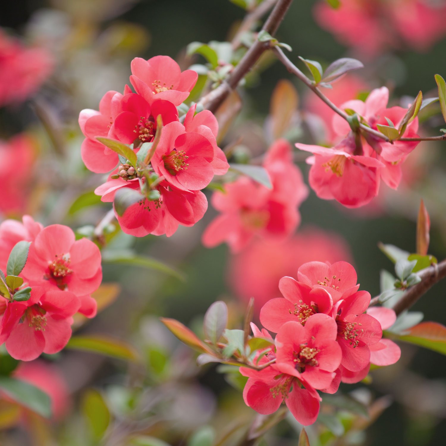 Our Favorite Early Spring Flowers — Seattle's Favorite Garden