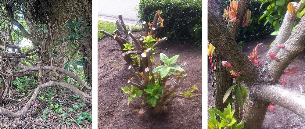 Pruning Rhododendrons — Seattle's Favorite Garden Store Since 1924 ...