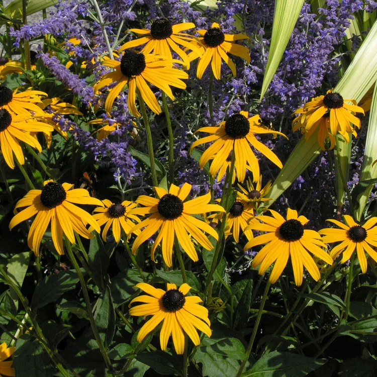 11 Flowers That Attract Bees, Butterflies, and Hummingbirds to Your ...