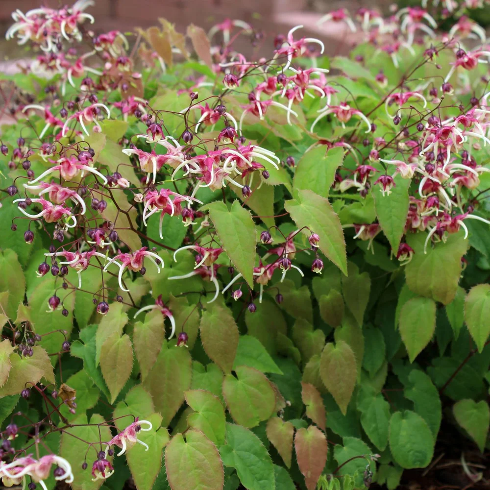 Epimedium For Men Enhanced Body Wash