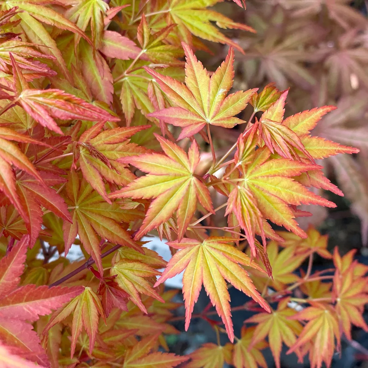 Japanese Maple Leaves Acer Palmatum Japanese Maple Tree Japanese Maple Leaves Acer Palmatum Japanese Maple Tree