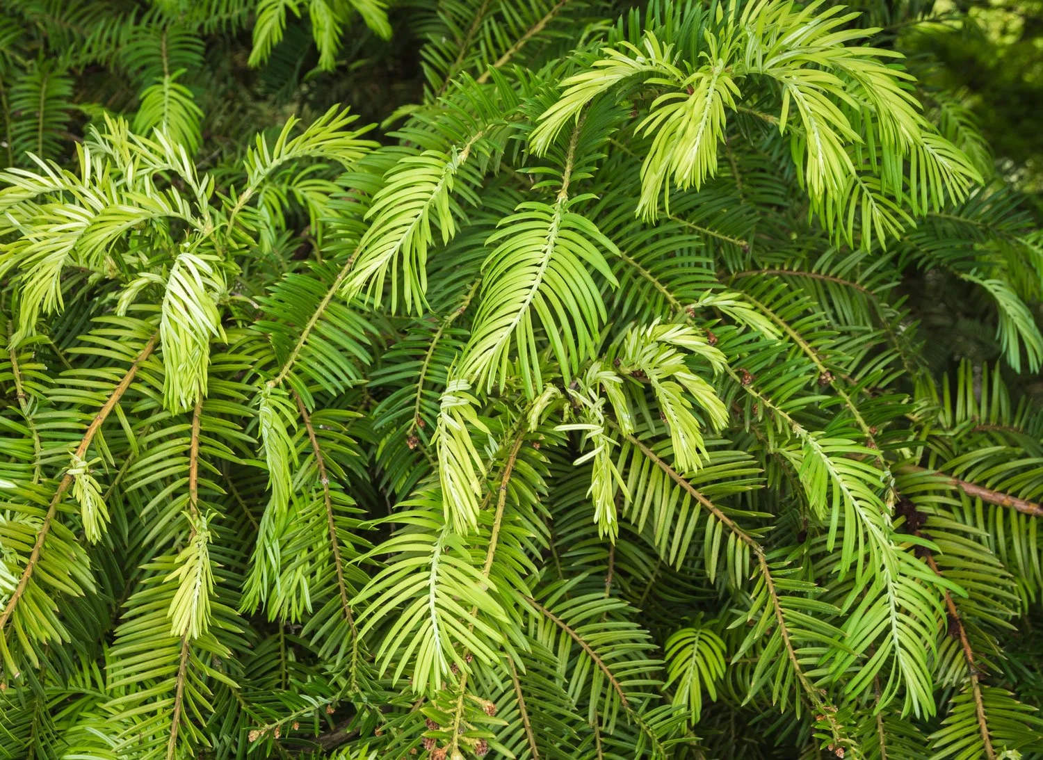 Japanese-Plum-Yew_AdobeStock_213522164.jpg