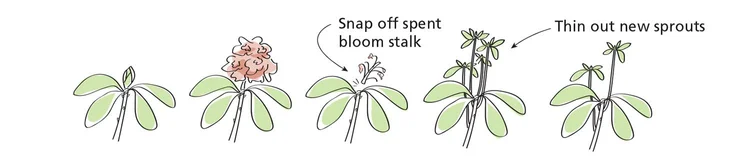 Pruning Rhododendrons — Seattle's Favorite Garden Store Since 1924 ...