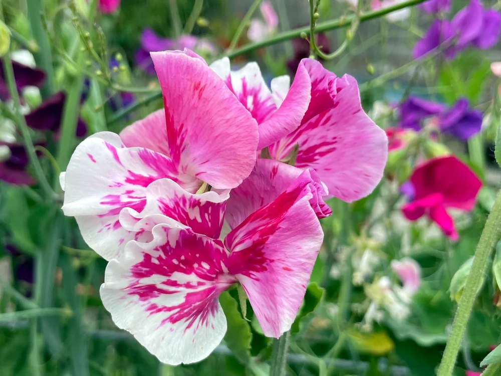 Edmonds Flower Inspiration from our Neighbors: 7 Great Garden Ideas from the Edmonds ...