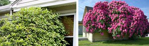 Pruning Rhododendrons — Seattle's Favorite Garden Store Since 1924 ...