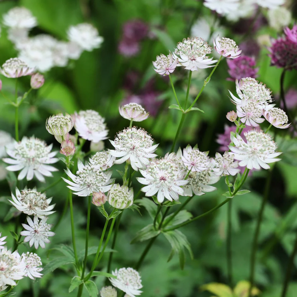 Flowers for Partial Shade — Seattle's Favorite Garden Store Since 1924