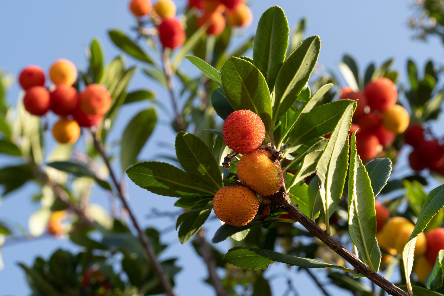 19 Drought-Tolerant Trees and Shrubs for a Water-Wise Garden