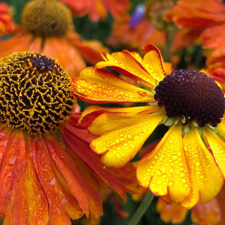 11 Flowers That Attract Bees, Butterflies, and Hummingbirds to Your ...