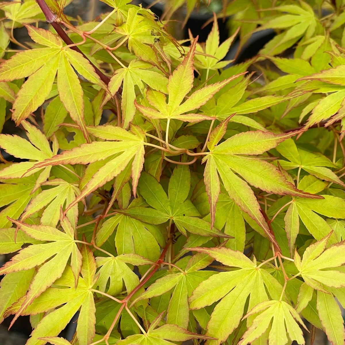 Japanese Maple Trees Seattle s Favorite Garden Store Since 1924 Japanese Maple Trees Seattle s Favorite Garden Store Since 1924