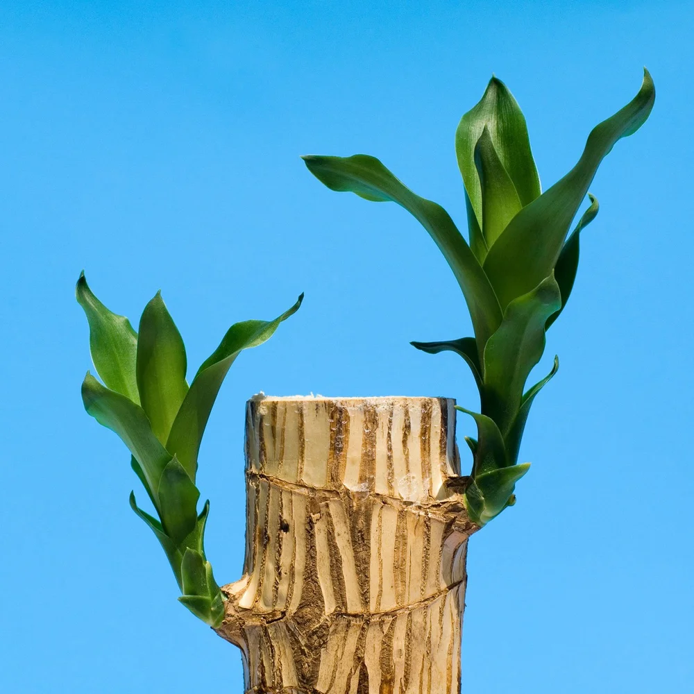Fragrans All About Dracaena — Seattle's Favorite Garden Store Since 1924 ...