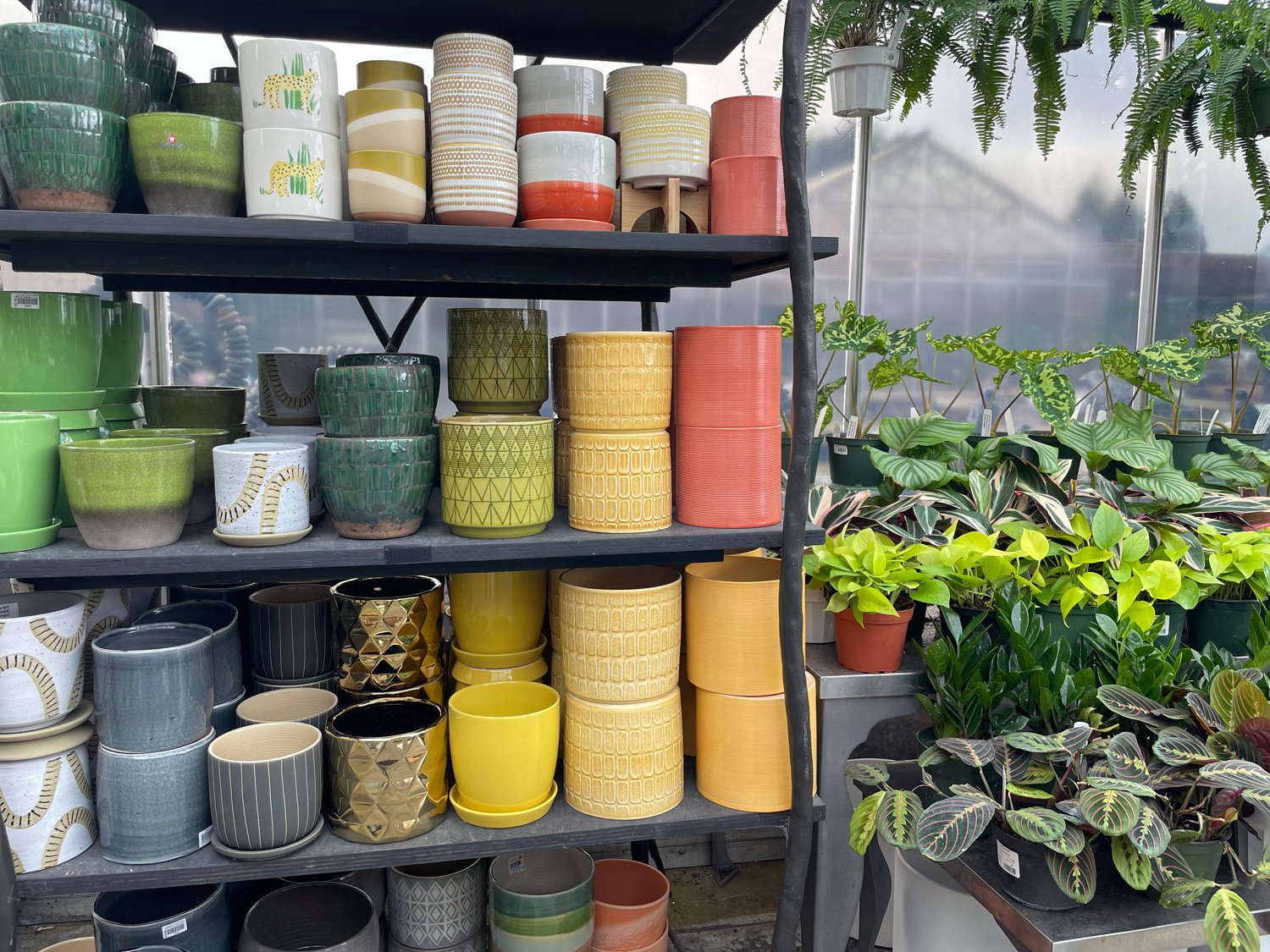 Pots for Indoor Plants — Seattle's Favorite Garden Store Since 1924 -  Swansons Nursery