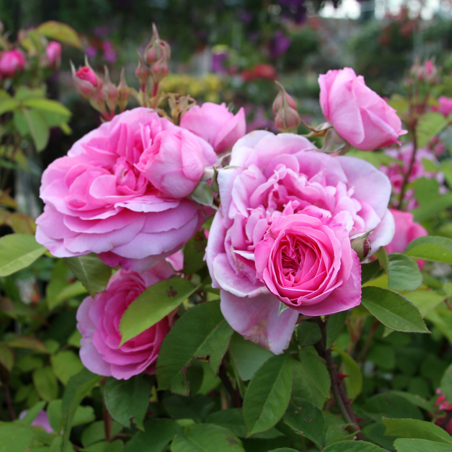 How to Grow Roses in the Pacific Northwest — Seattle's Favorite Garden ...