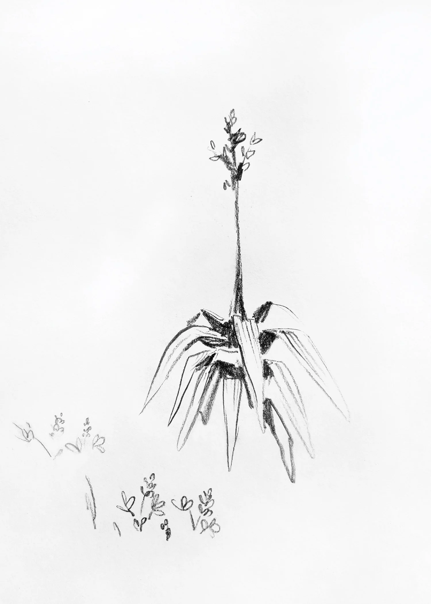 aloesketch_5x7.jpg