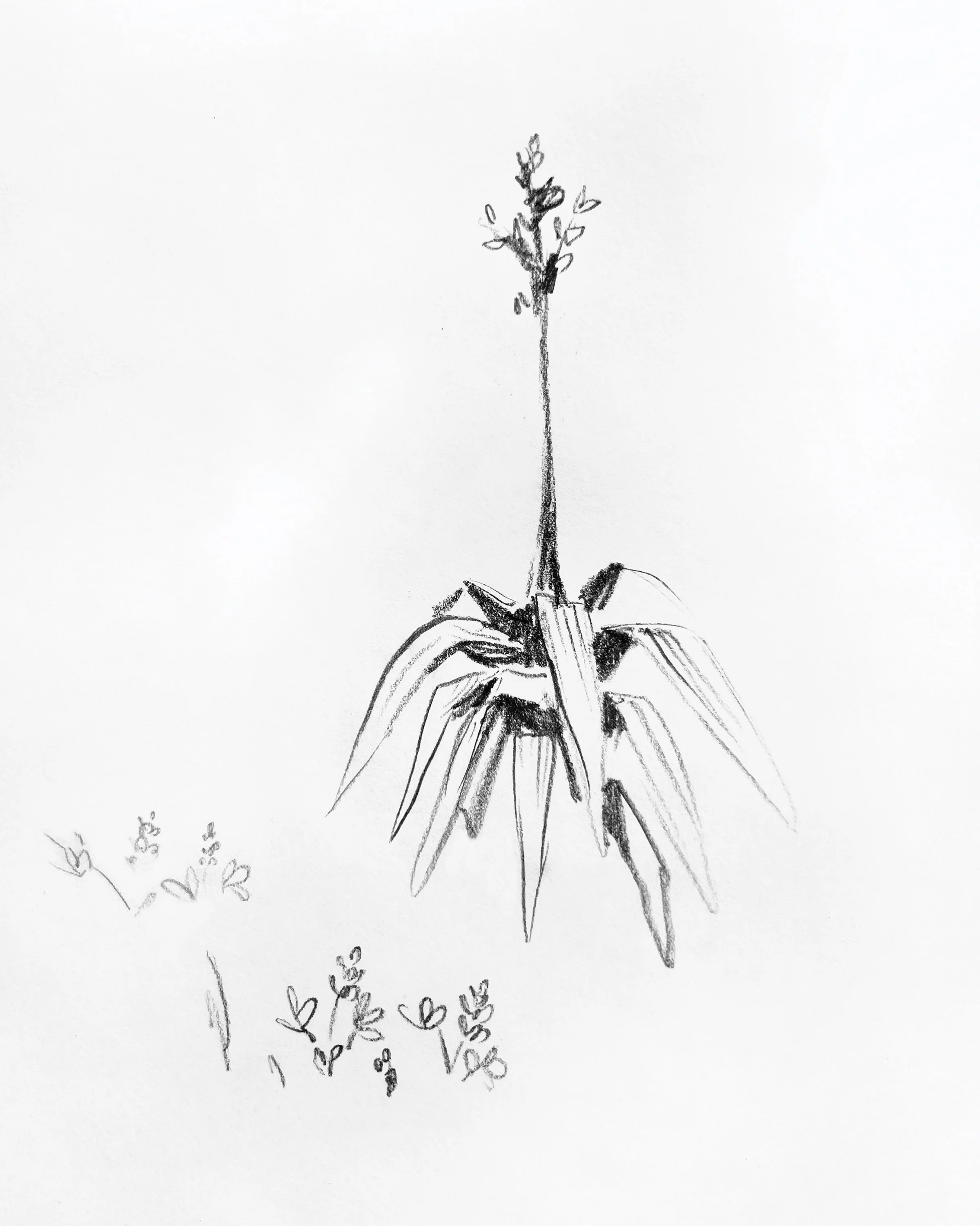 aloesketch_8x10.jpg