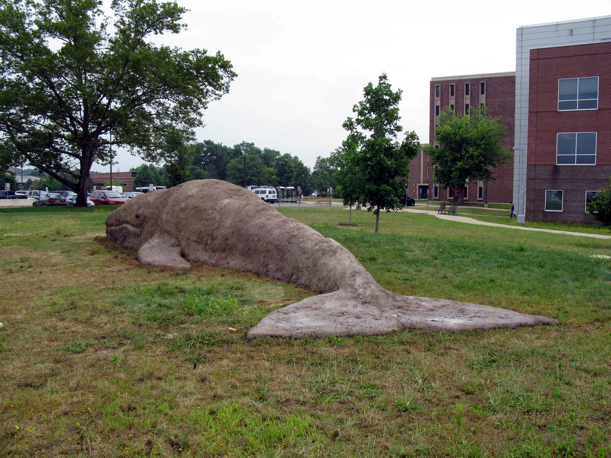 Kal whale2.jpg