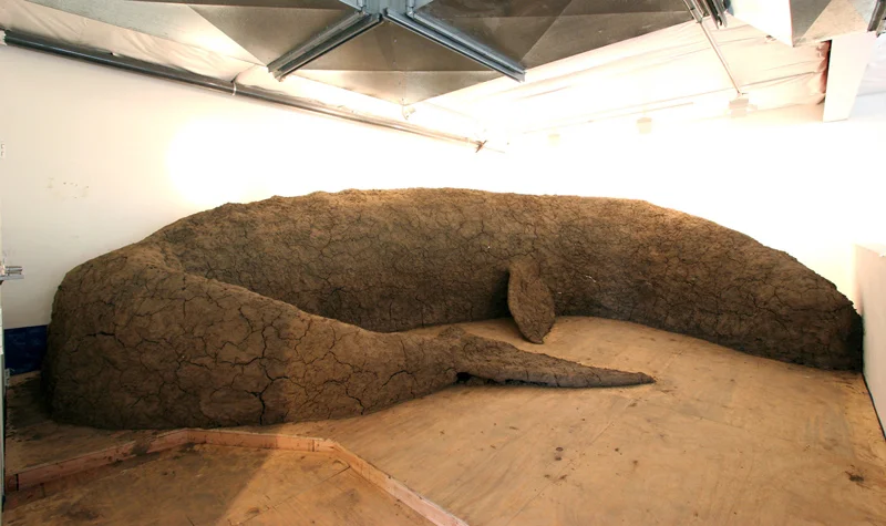 2.Greywhale800.jpg