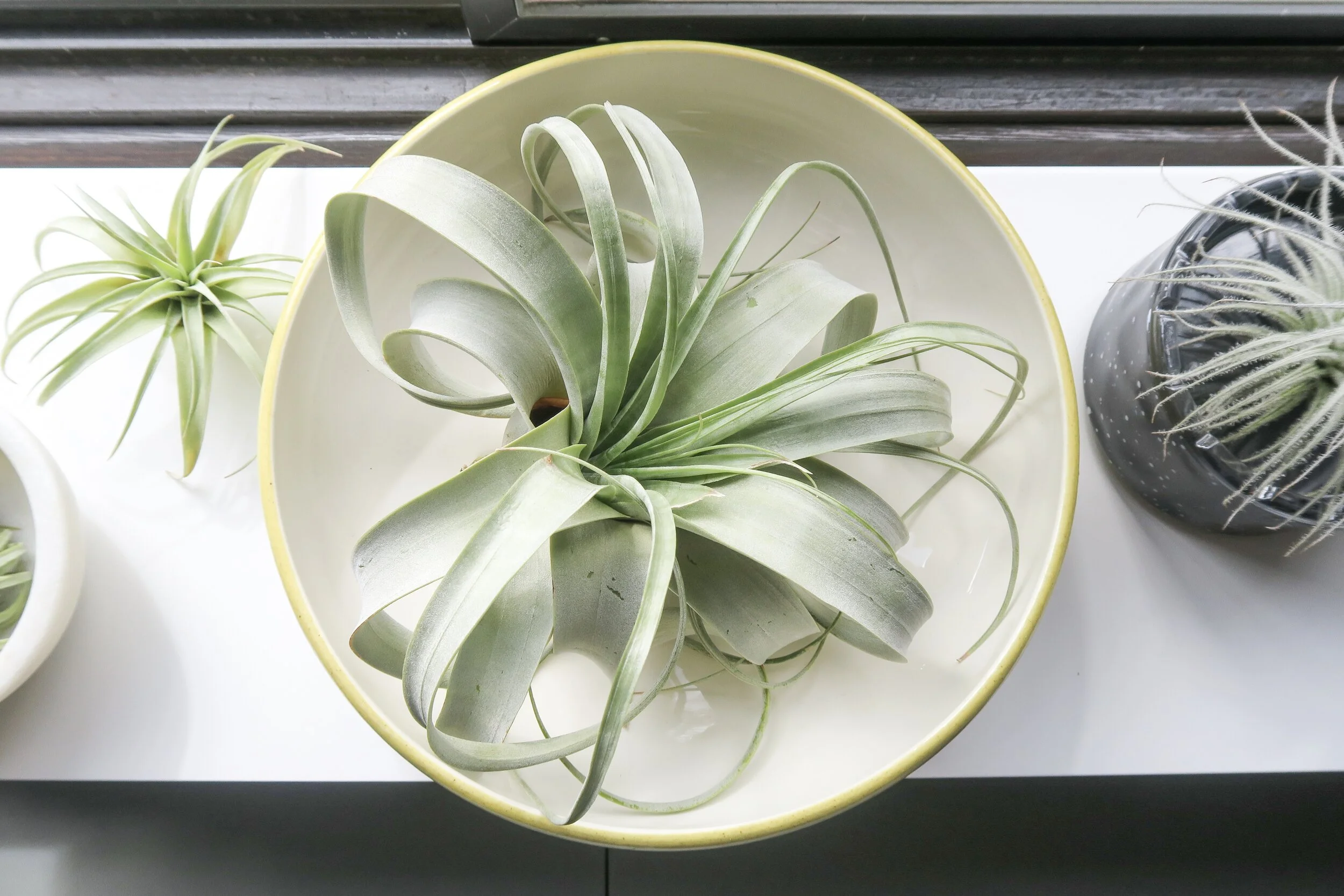Caring for Air Plants — The Homebody Society