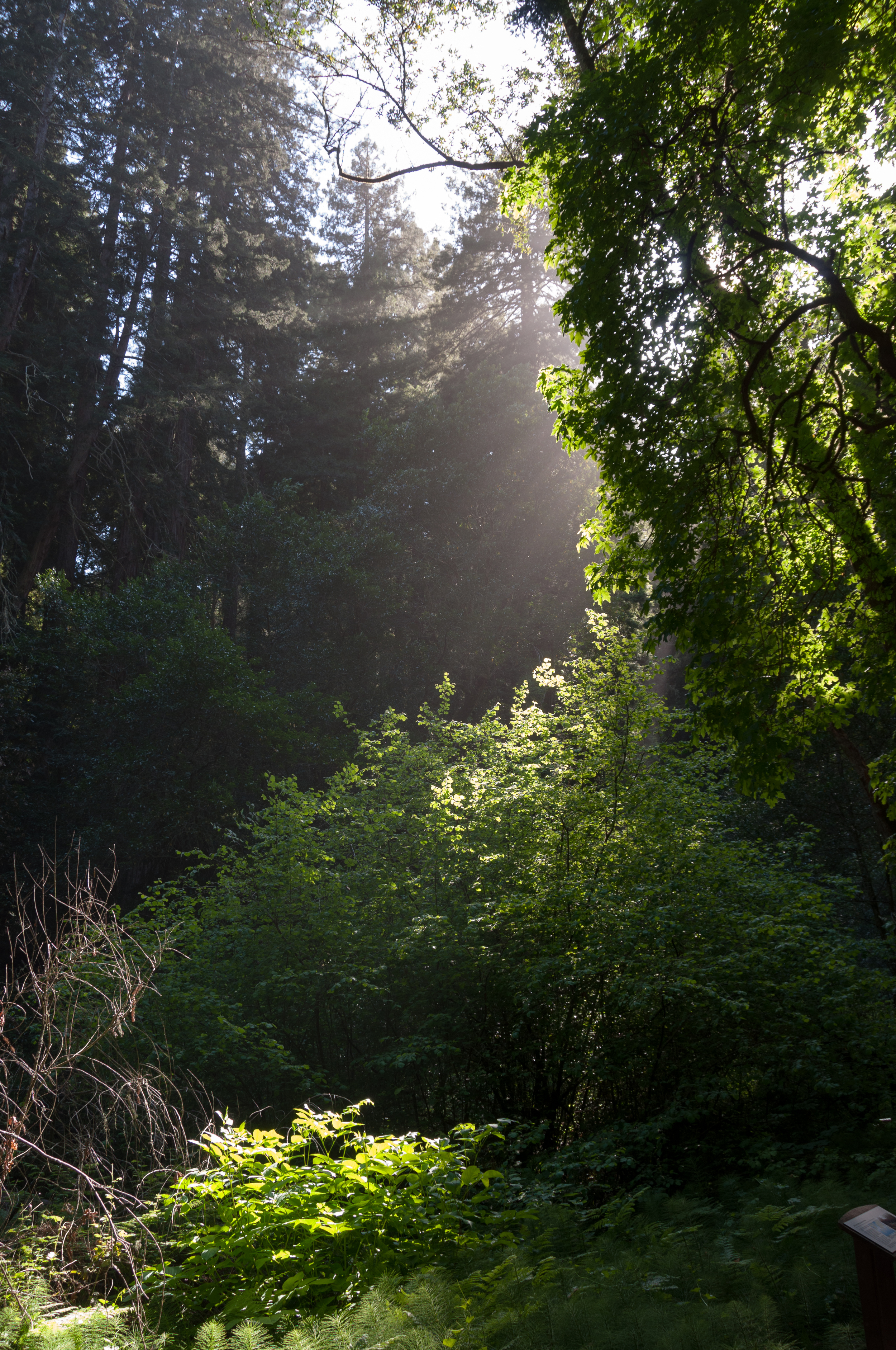 Muir_Woods-3.jpg