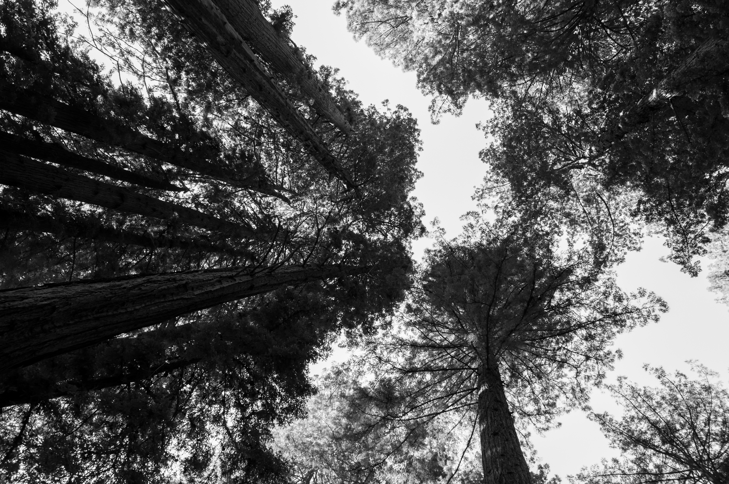 Muir_Woods-6.jpg