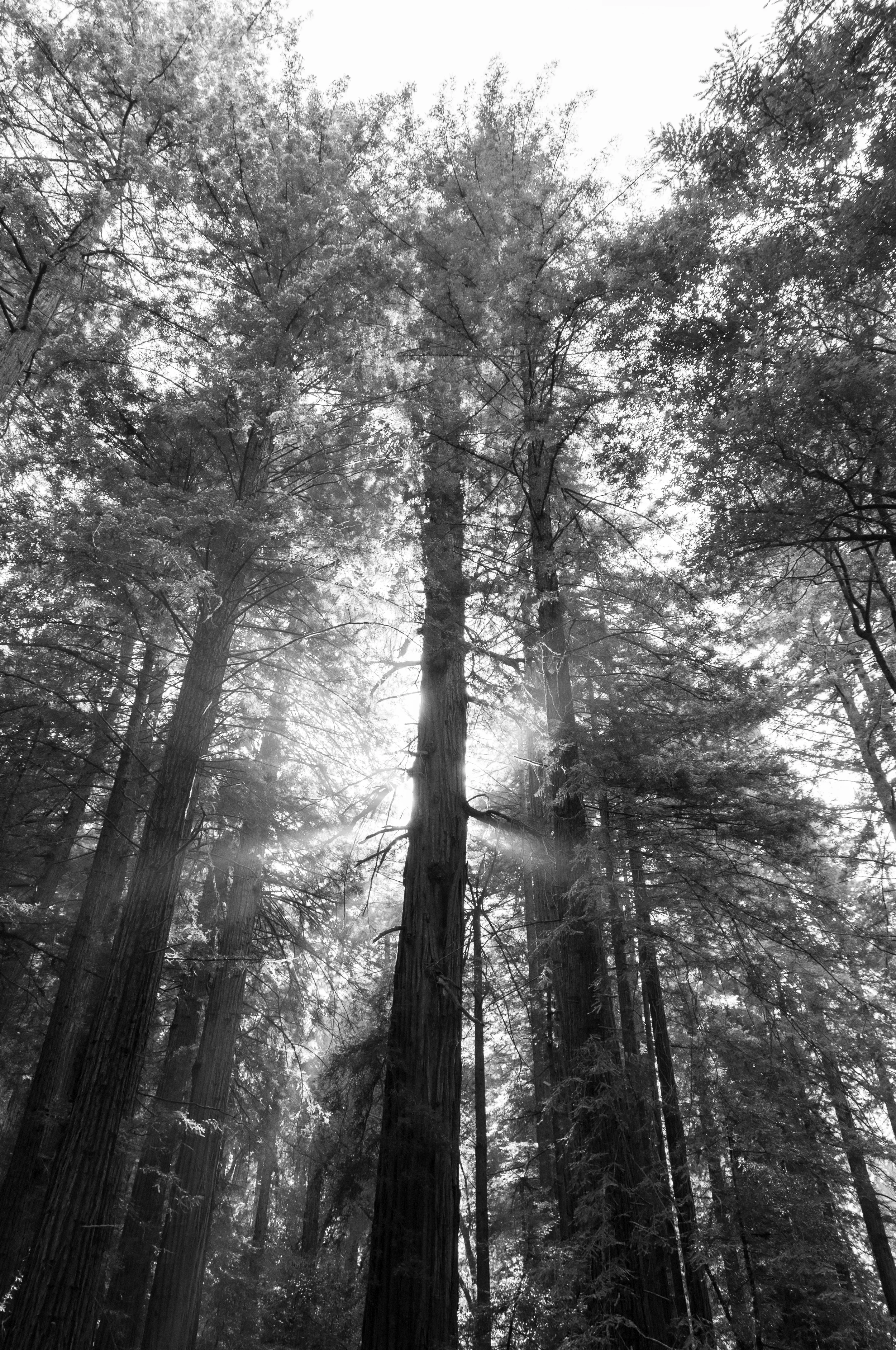 Muir_Woods-7.jpg