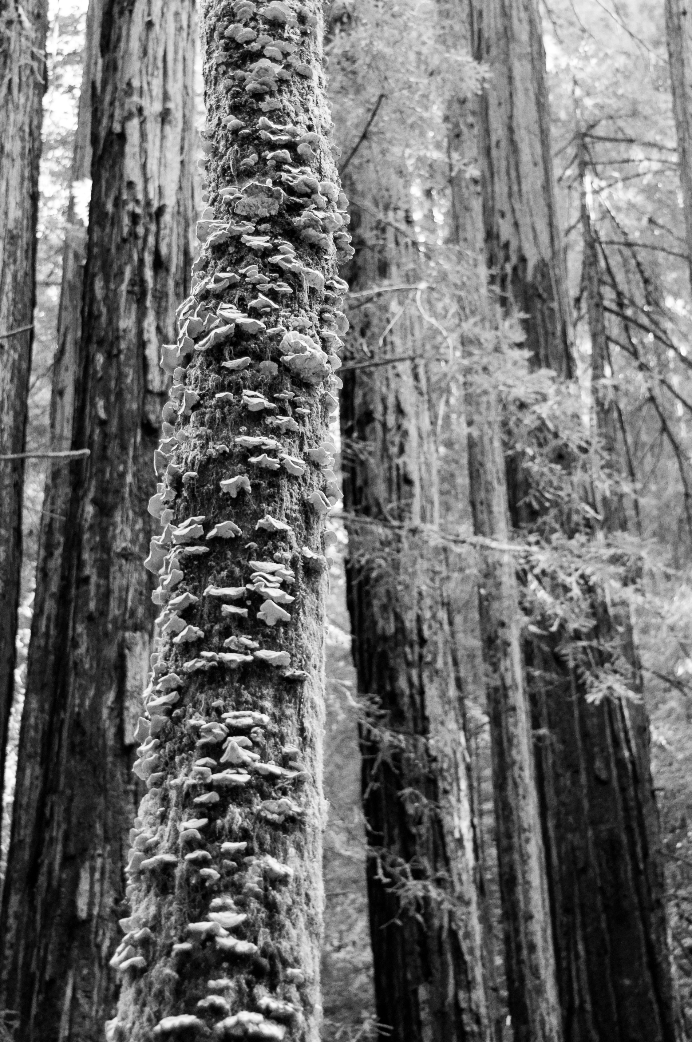 Muir_Woods-9.jpg