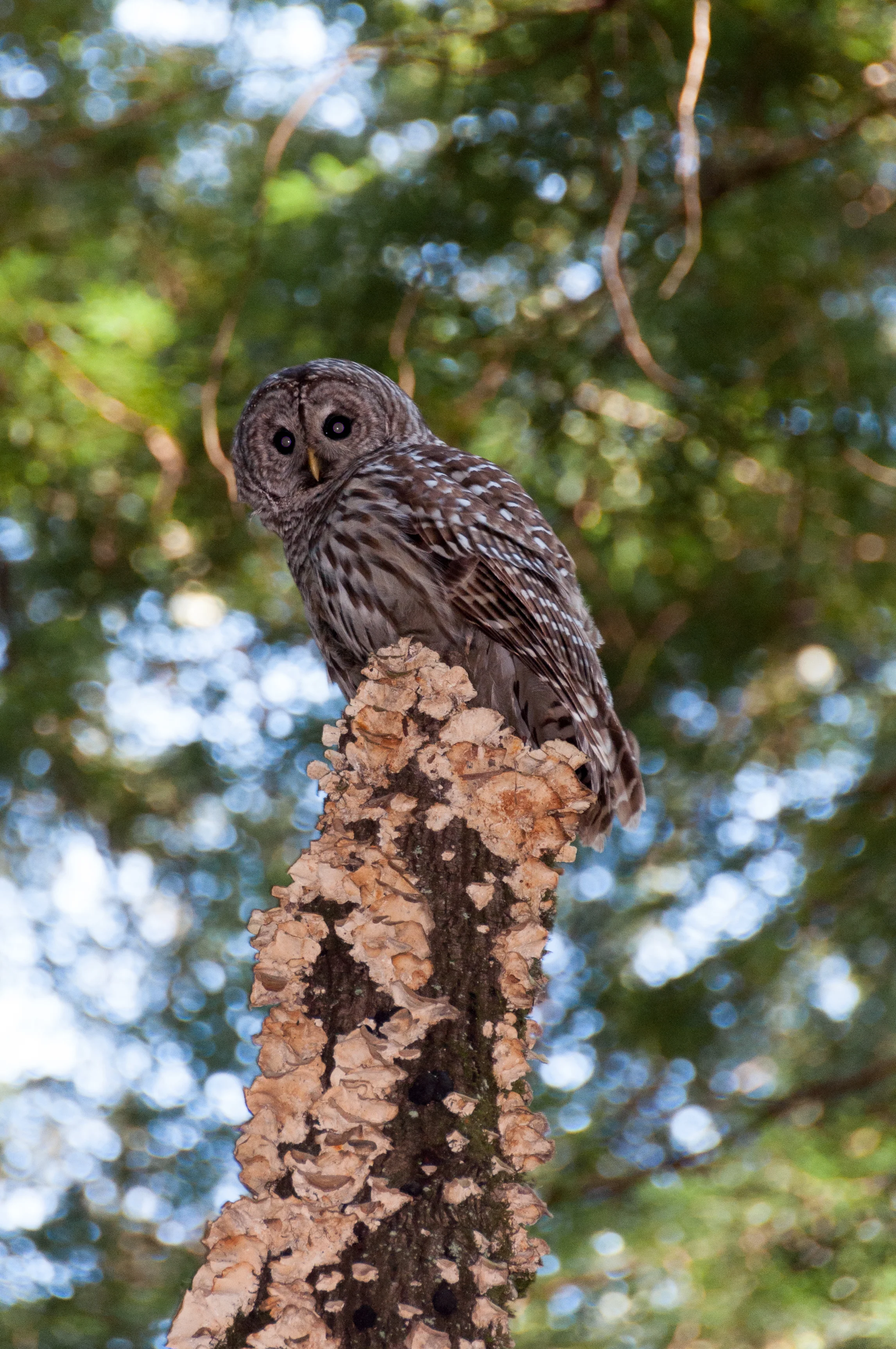 Muir_Woods-10.jpg
