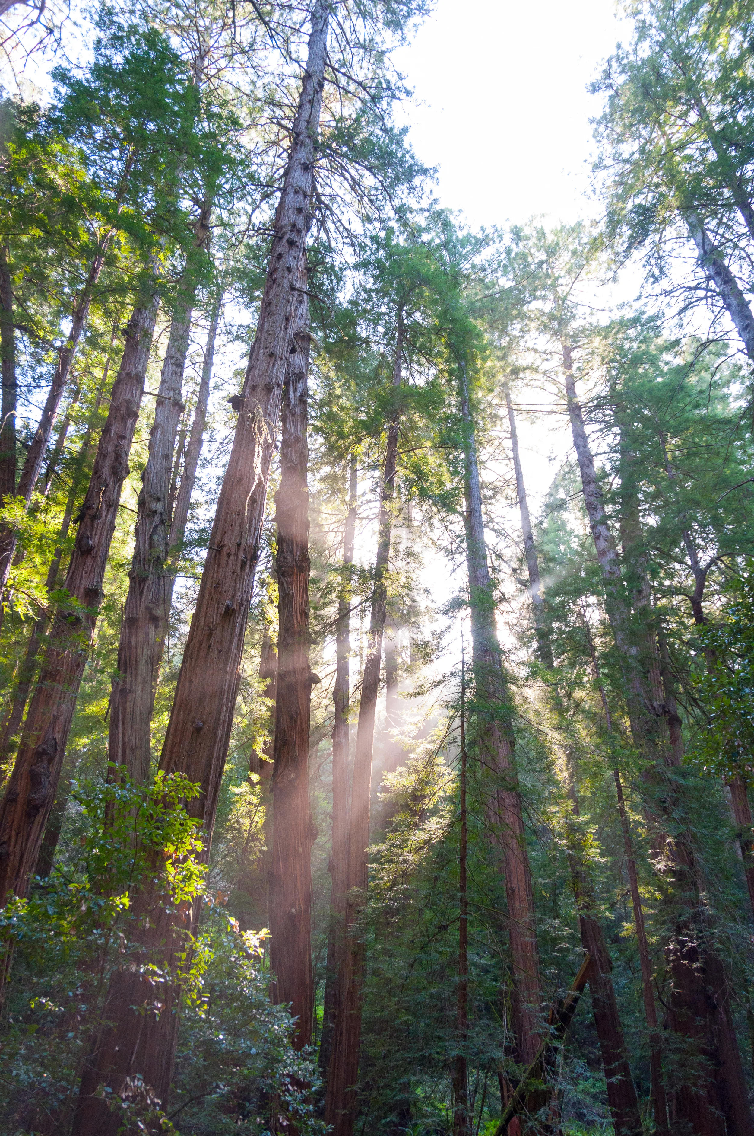 Muir_Woods-8.jpg
