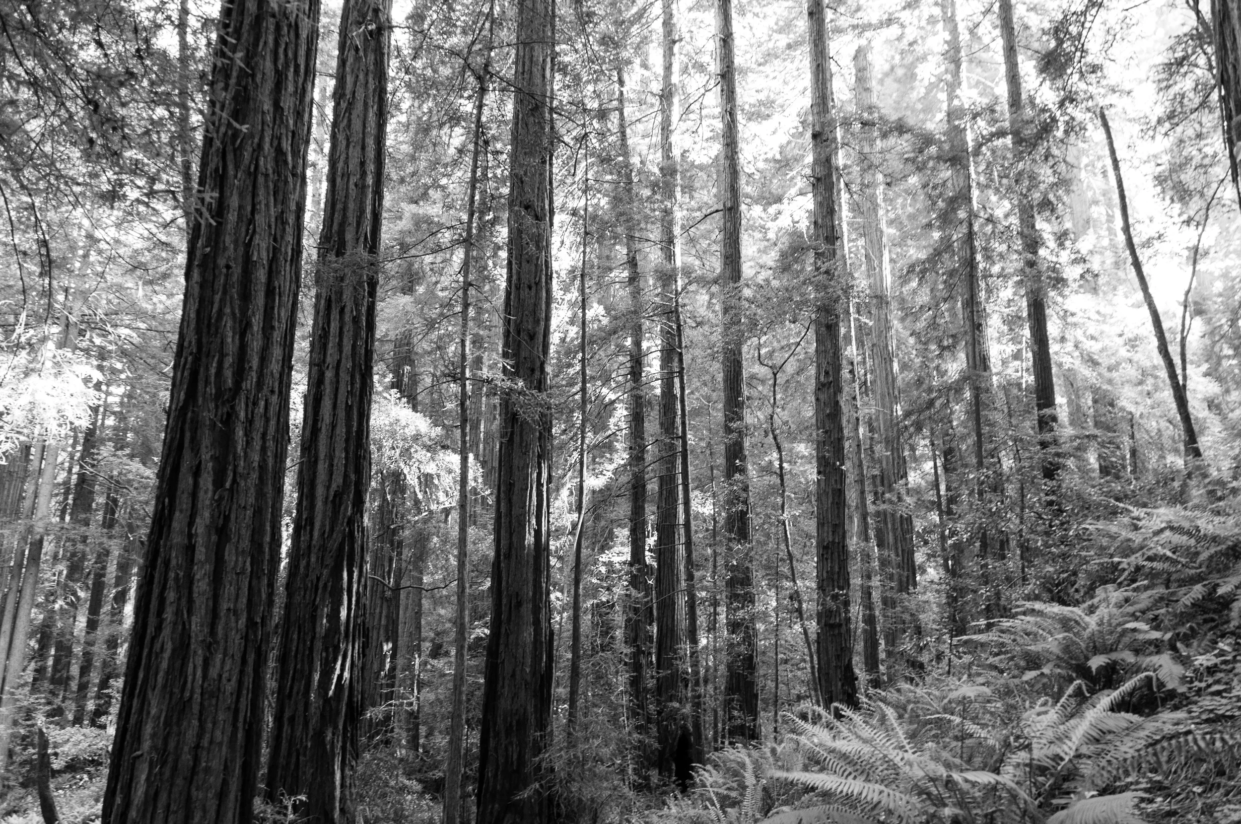 Muir_Woods-12.jpg