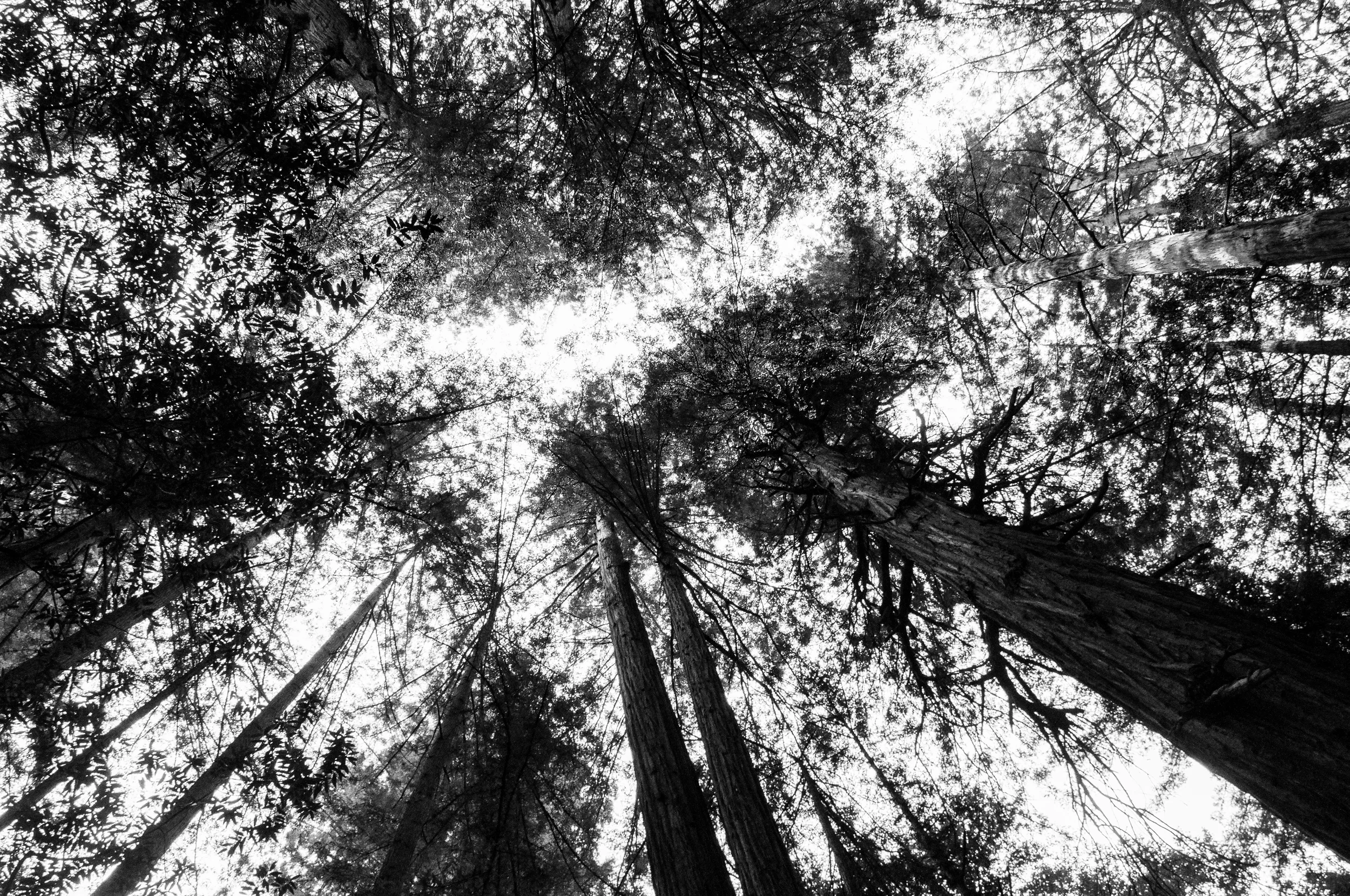 Muir_Woods-13.jpg