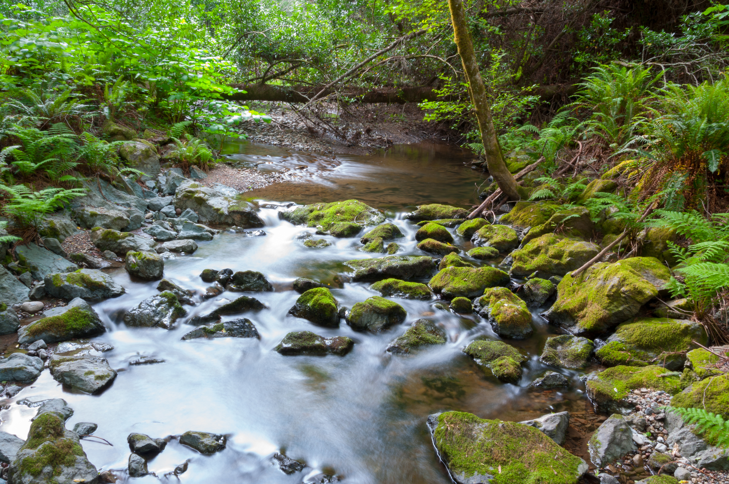 Muir_Woods-15.jpg