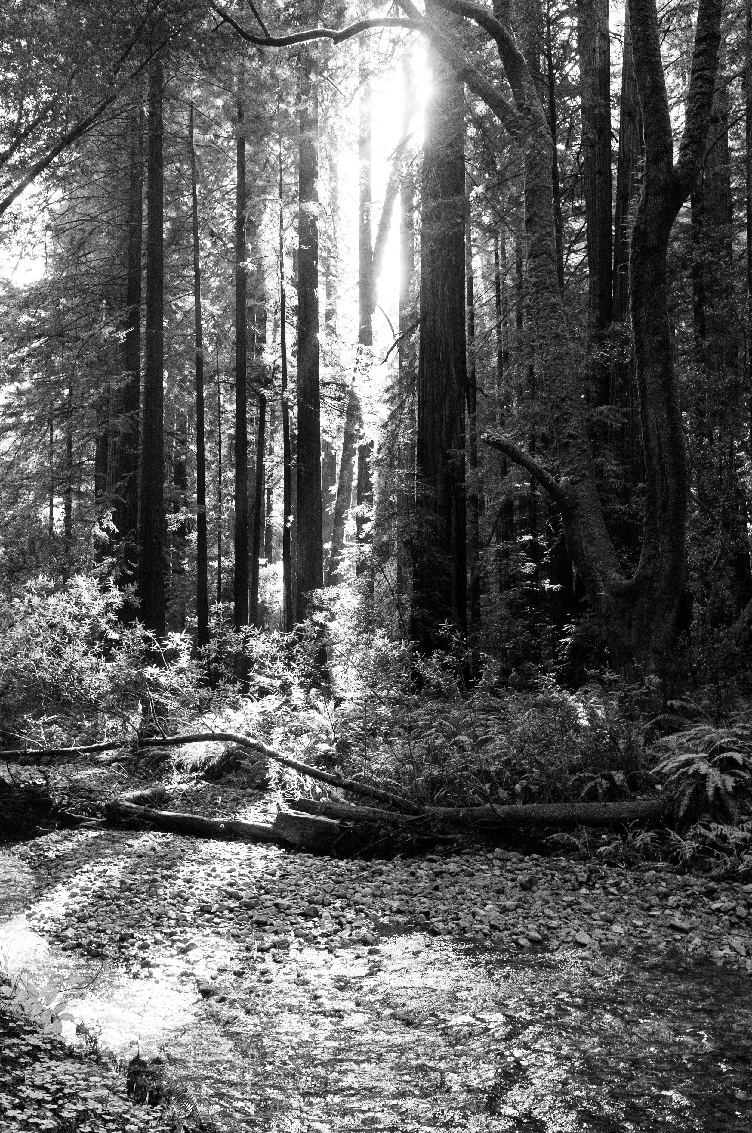 Muir_Woods-17.jpg
