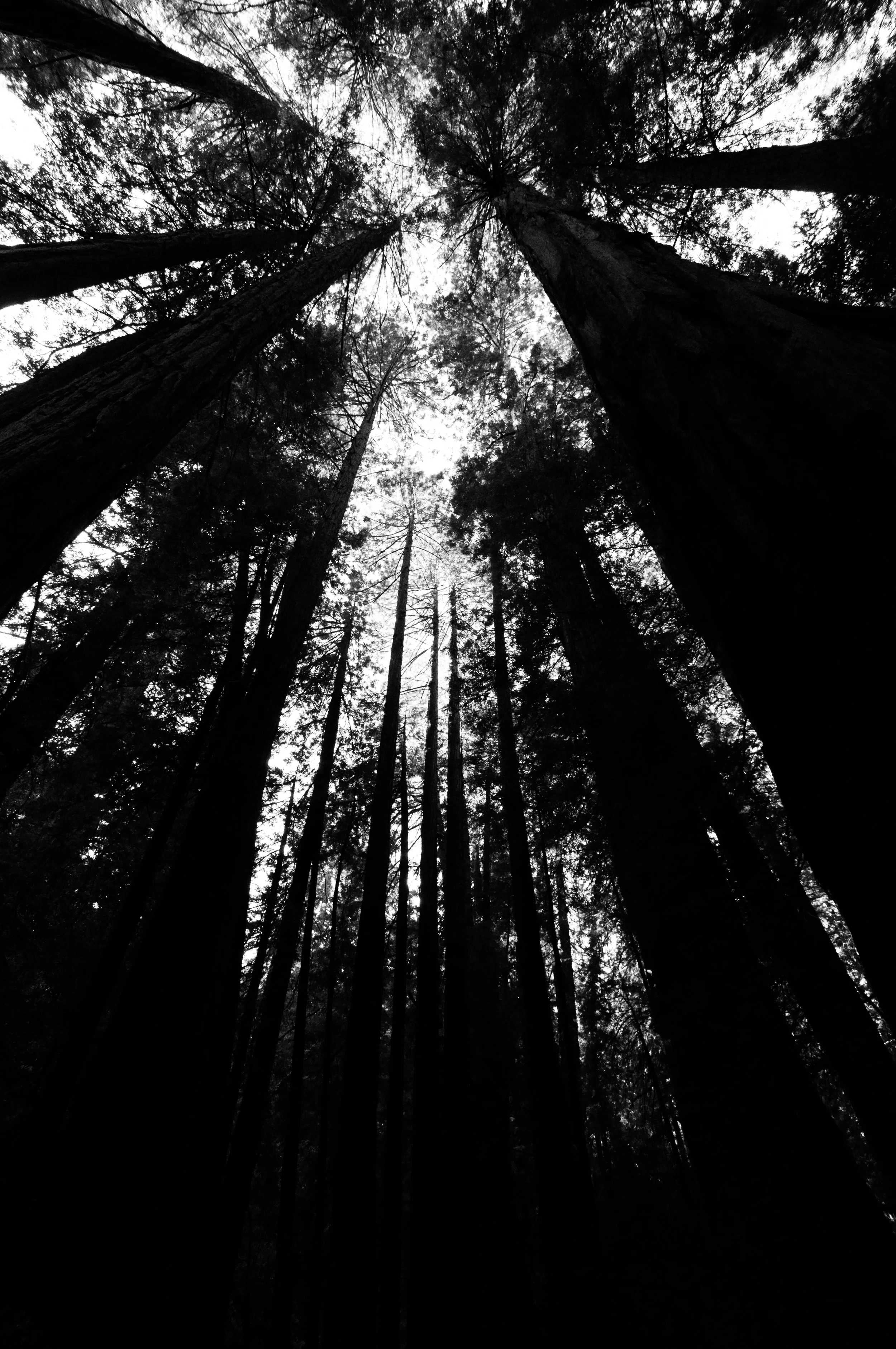 Muir_Woods-19.jpg