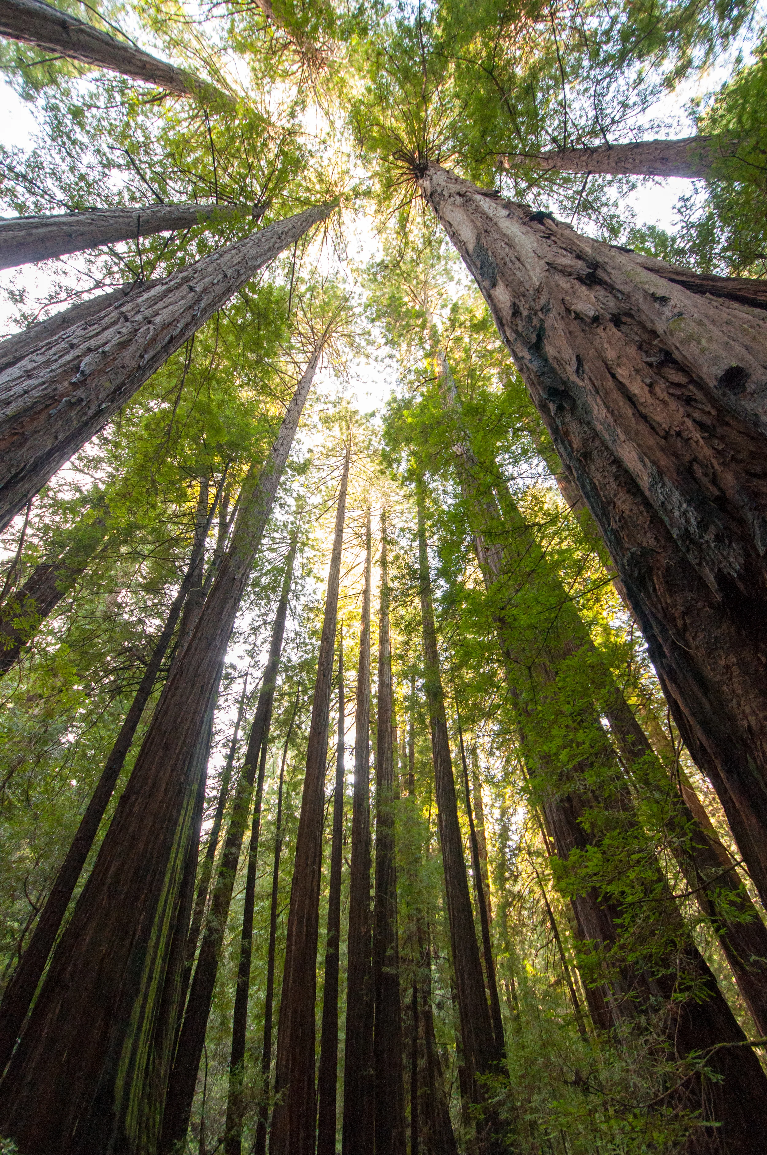 Muir_Woods-18.jpg