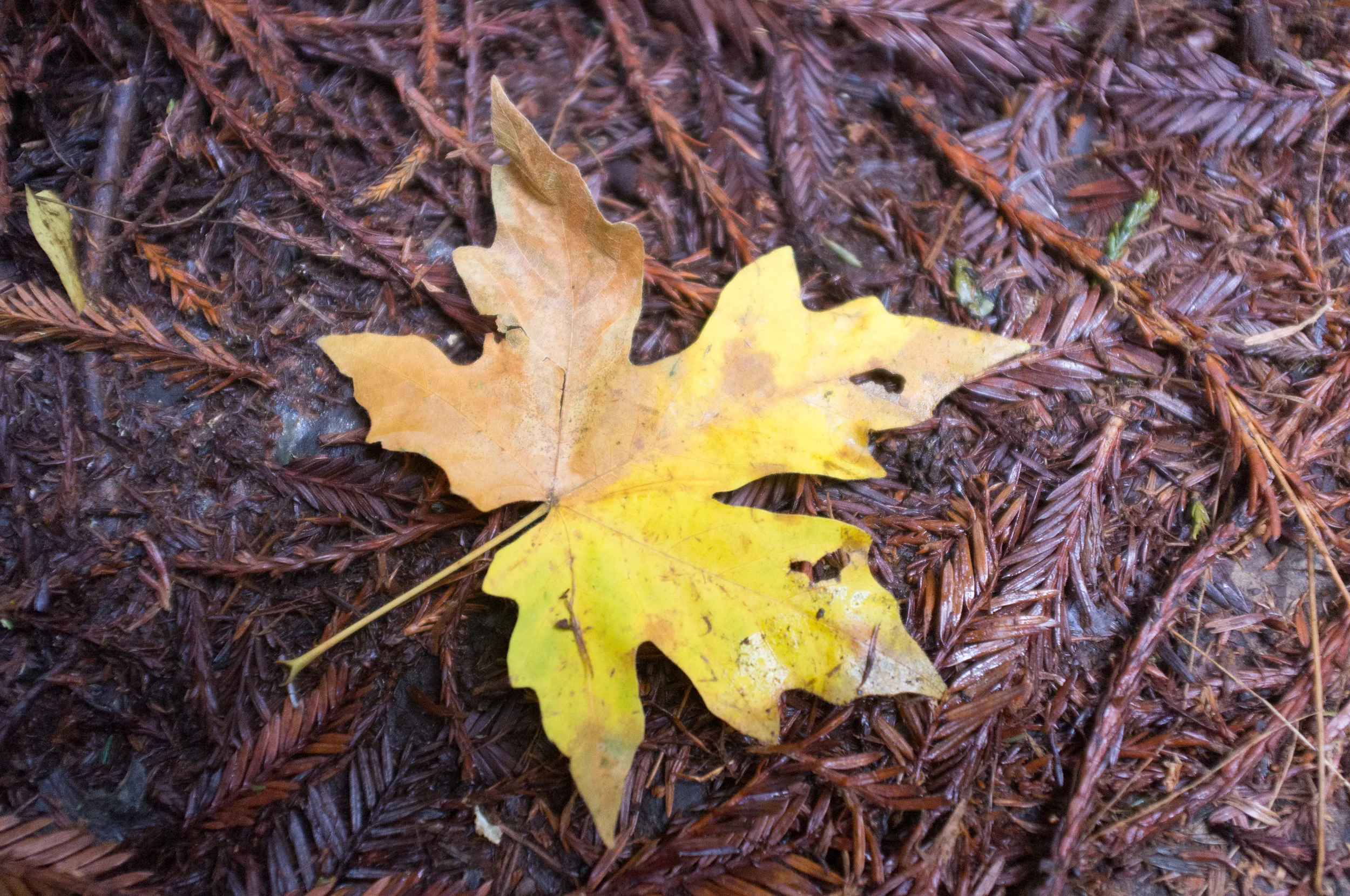 Muir_Woods-21.jpg
