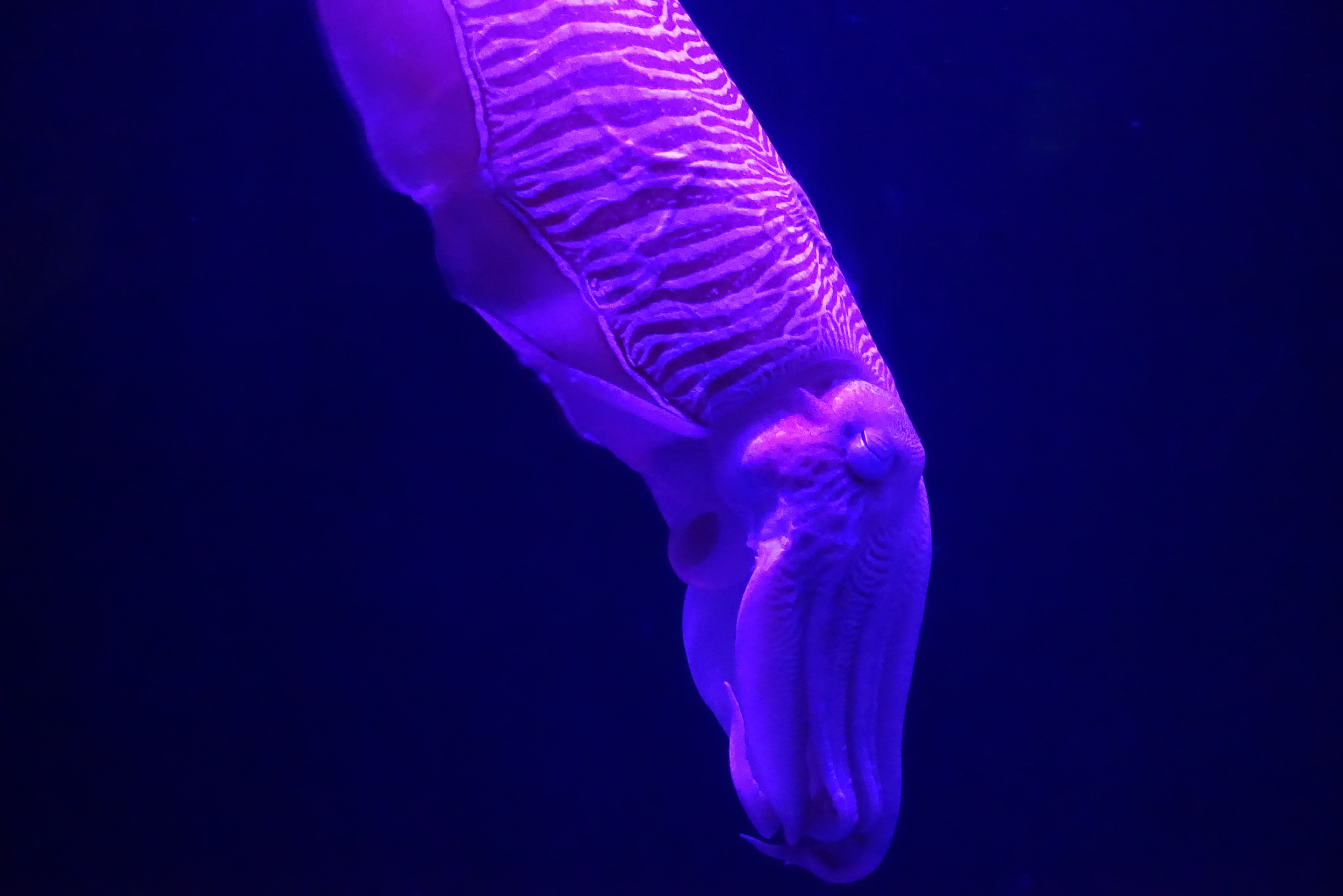 Dubai_Aquarium-1-2.jpg