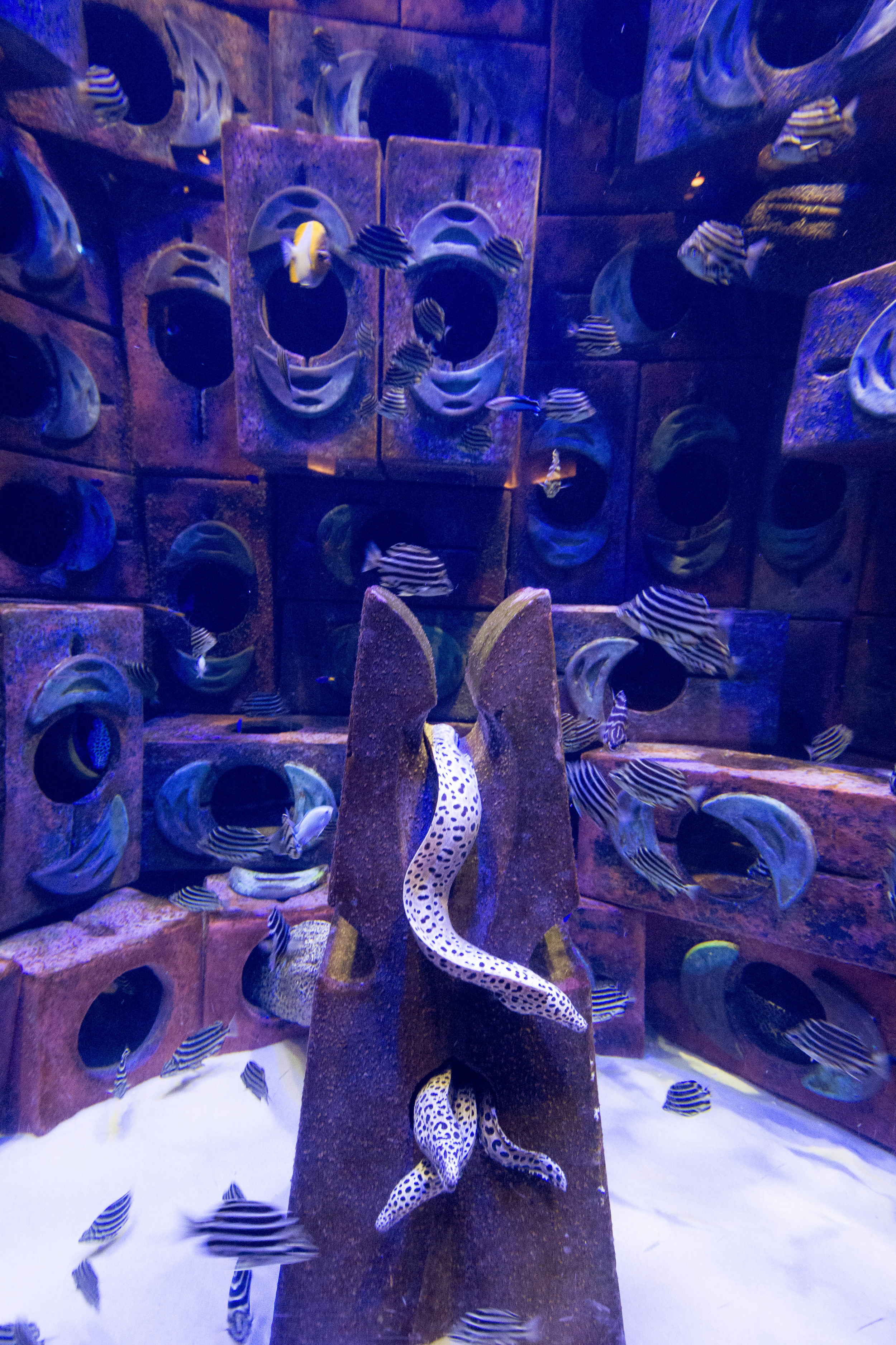Dubai_Aquarium-3-3.jpg