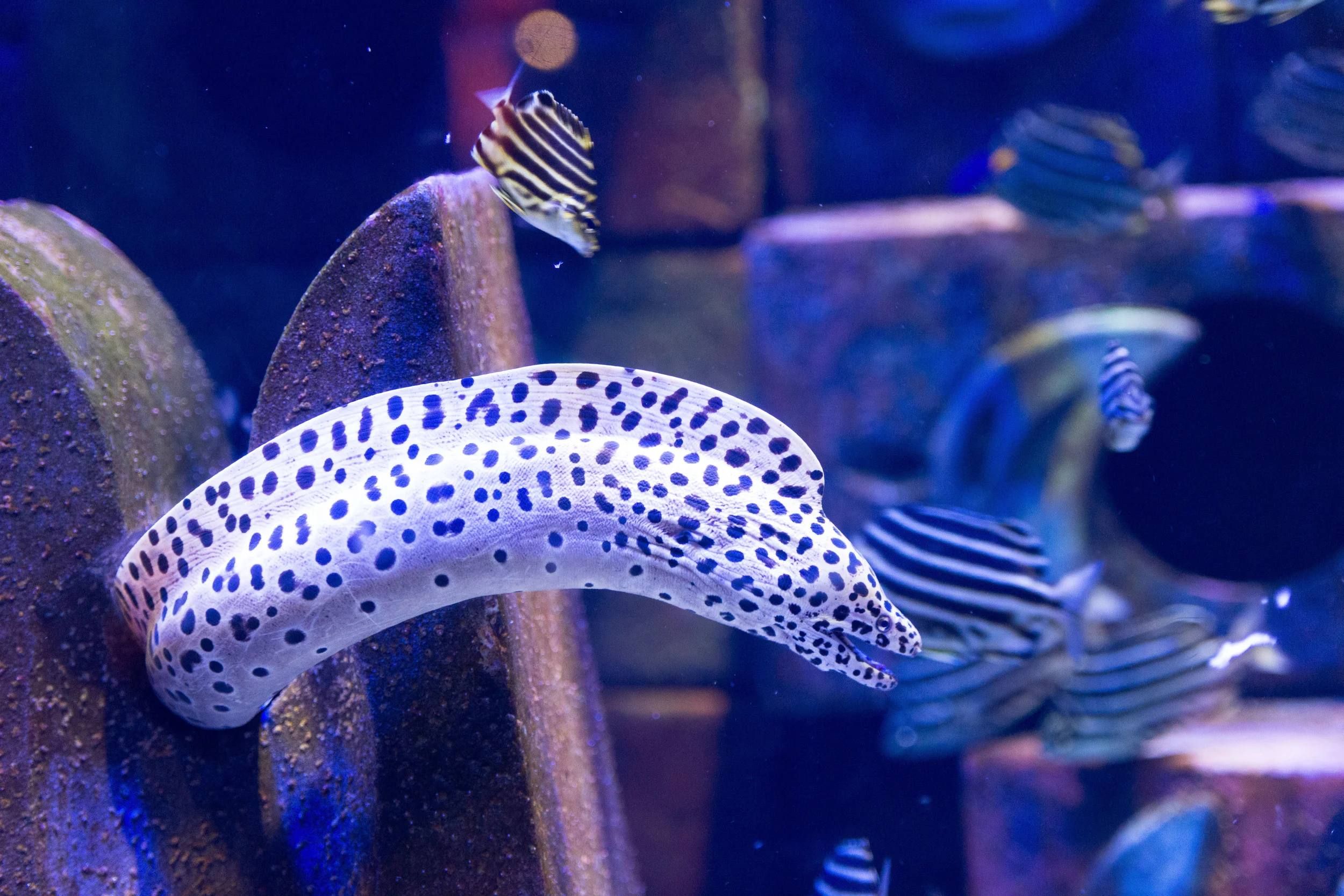 Dubai_Aquarium-4-3.jpg