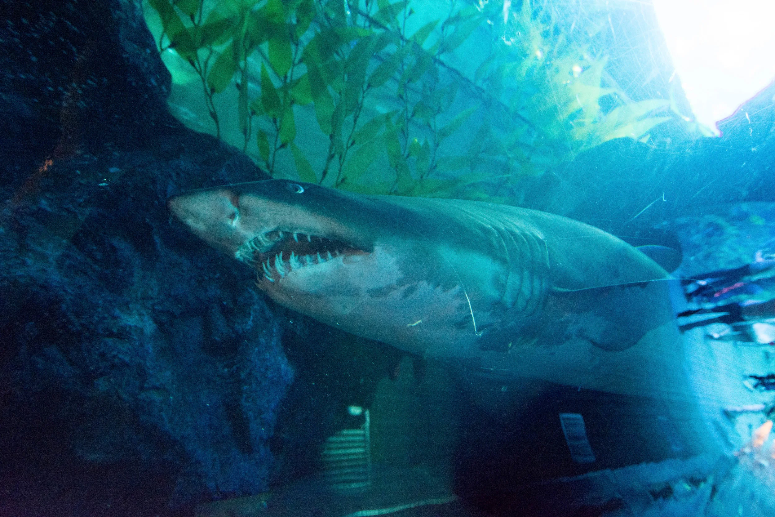 Dubai_Aquarium-5.jpg