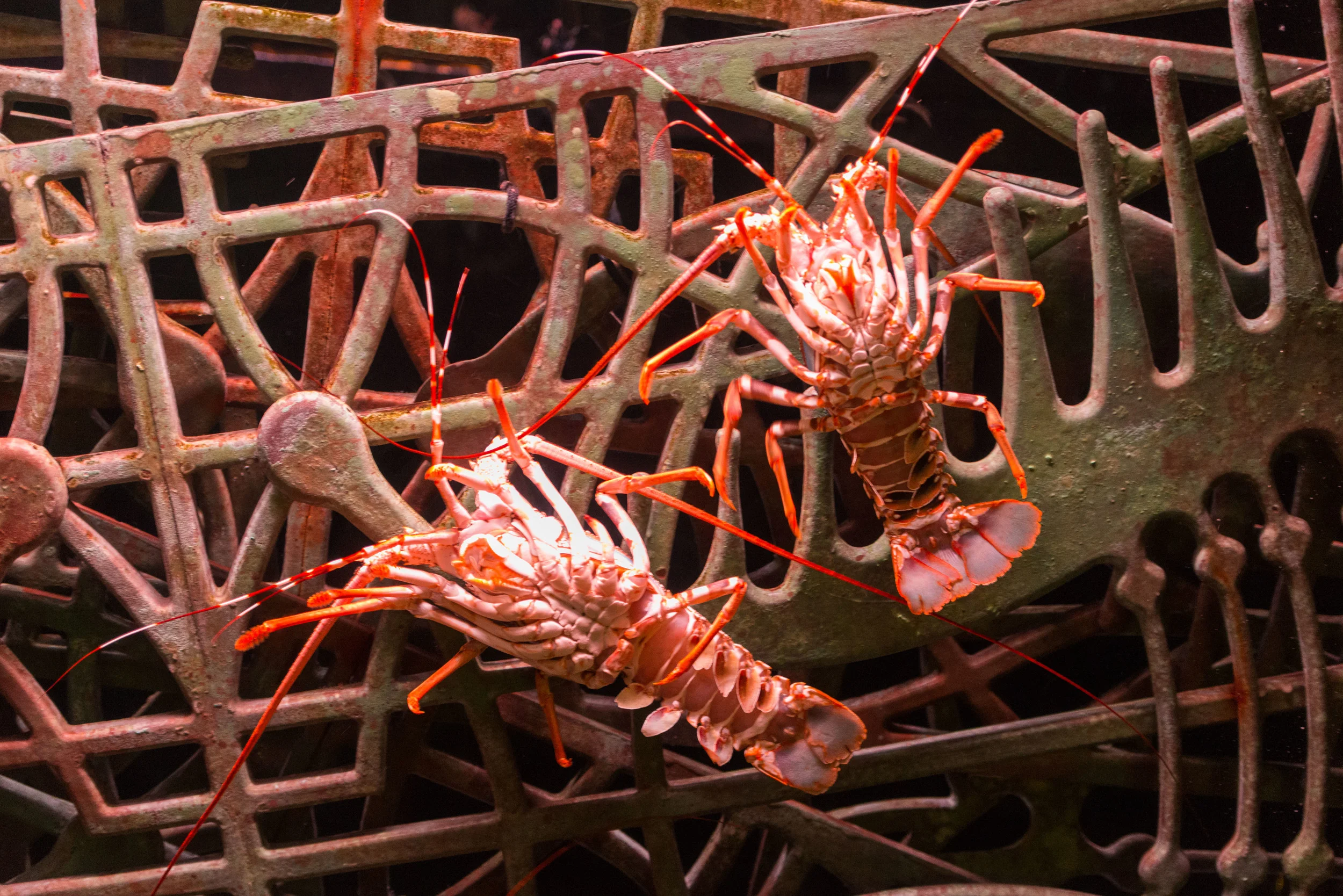Dubai_Aquarium-6-2.jpg
