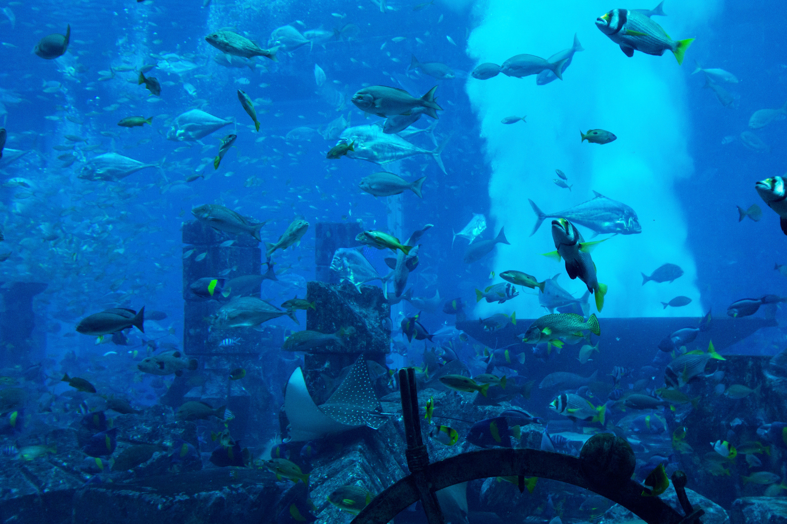 Dubai_Aquarium-9-2.jpg