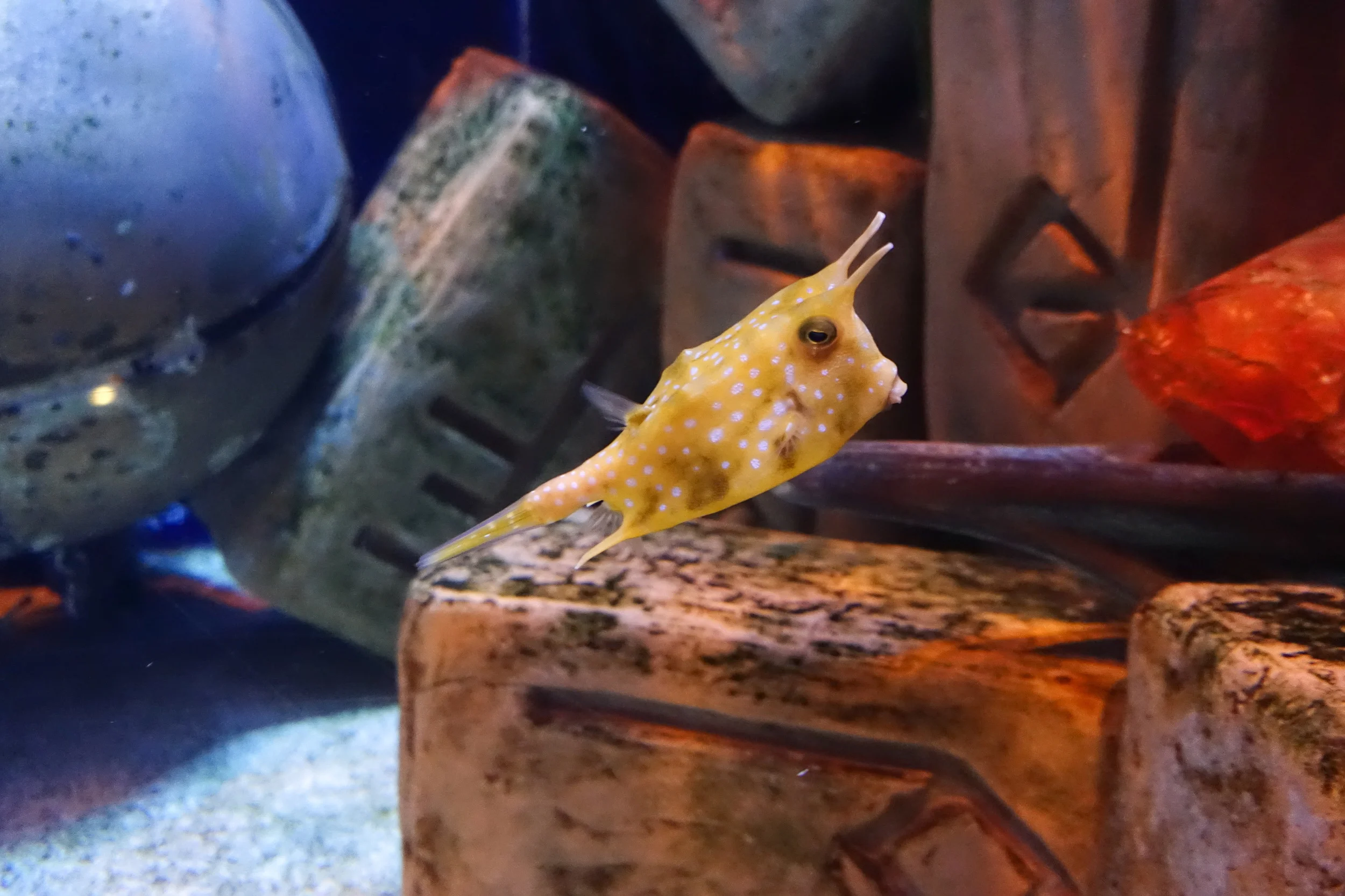 Dubai_Aquarium-12.jpg