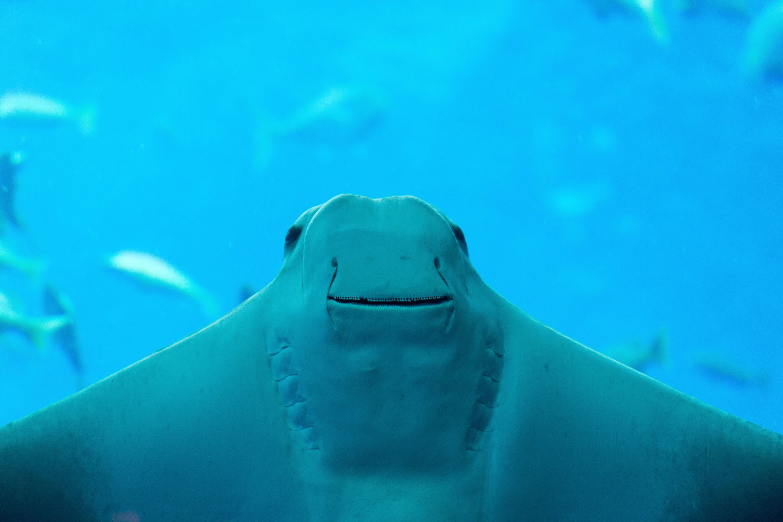 Dubai_Aquarium-17-2.jpg