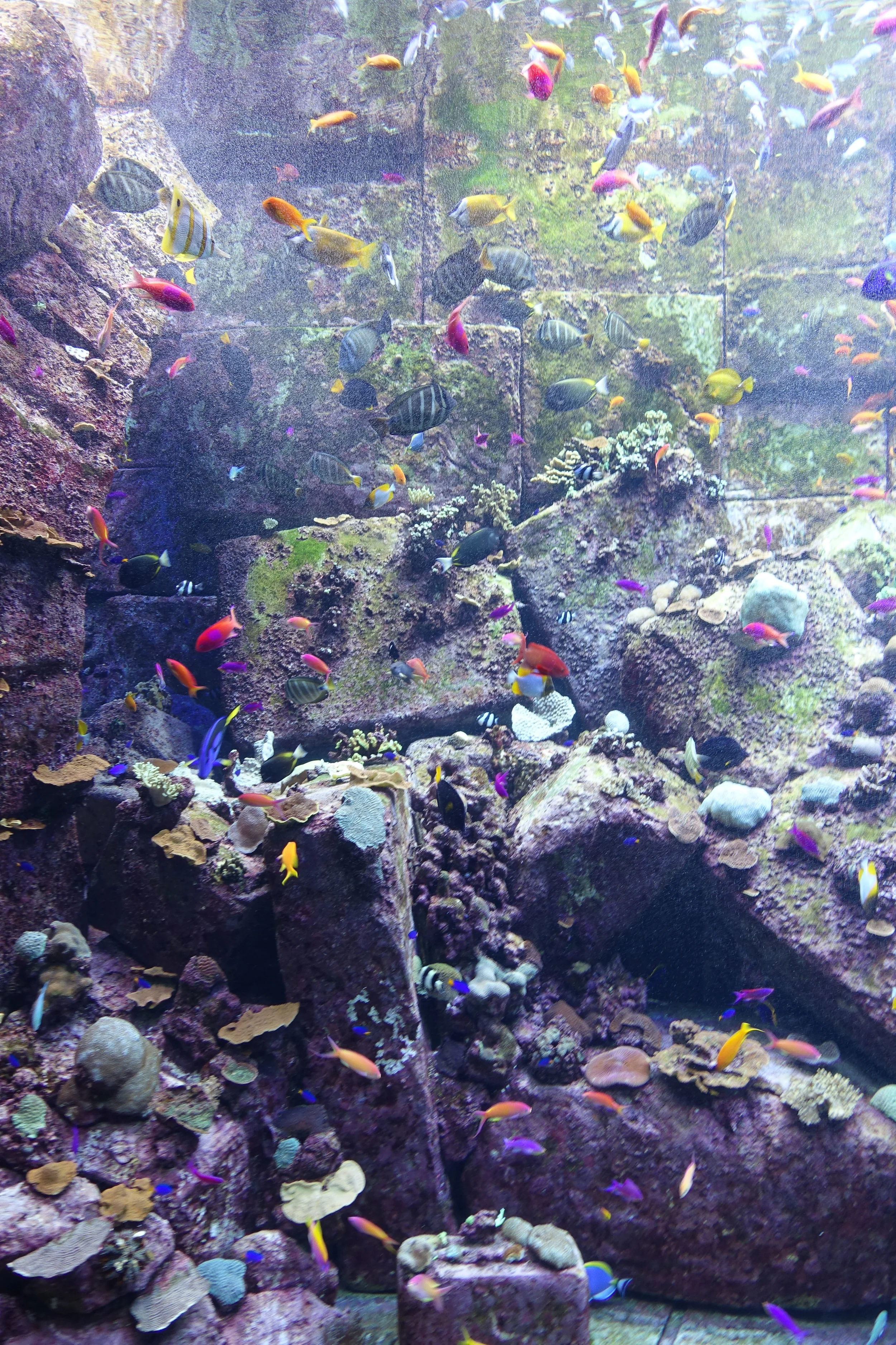 Dubai_Aquarium-19-2.jpg