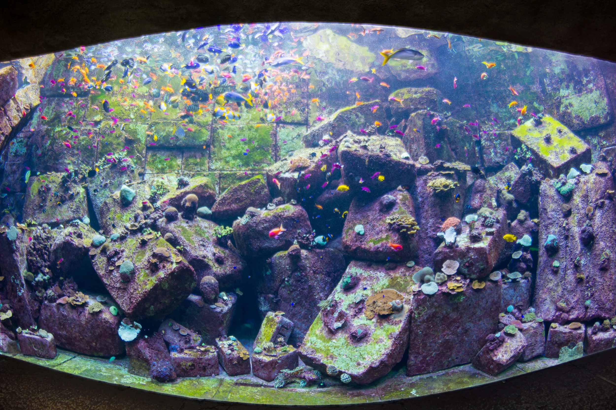 Dubai_Aquarium-20-2.jpg
